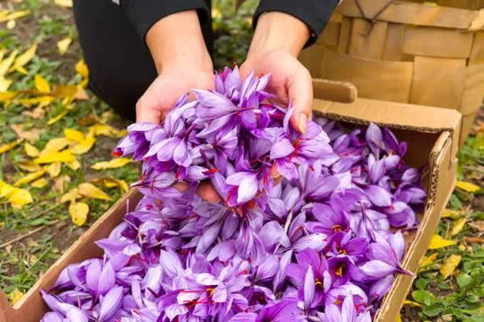 ایجاد بازار زعفران در پایانه بابک کریمی برای ساماندهی خرید و فروش