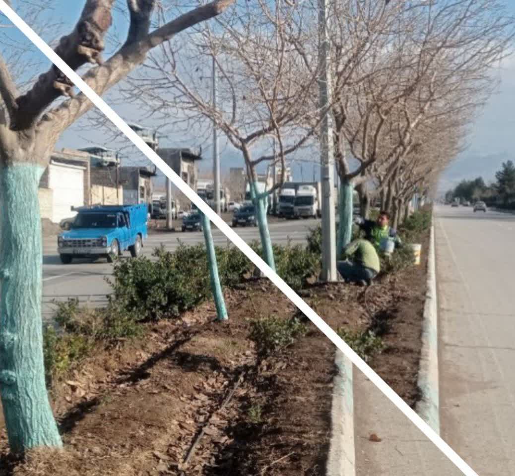 ادامه عملیات محلول‌پاشی بردوفیکس برای افزایش مقاومت درختان