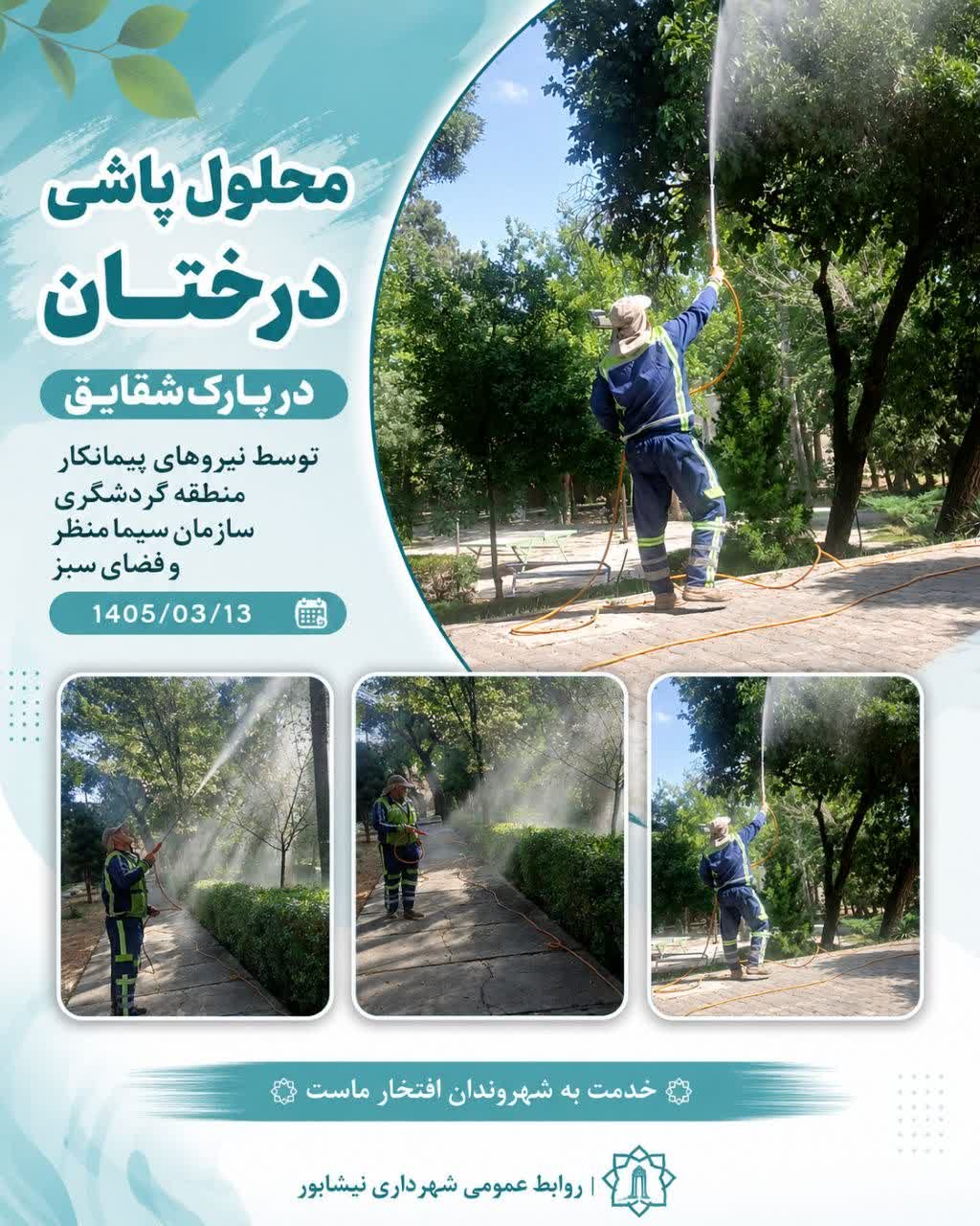 محلول‌پاشی درختان پارک شقایق توسط نیروهای پیمانکار منطقه گردشگری سازمان سیما،
