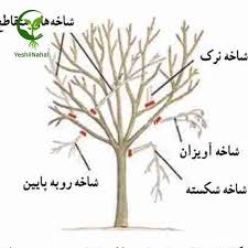 فلوچارت هرس درختان