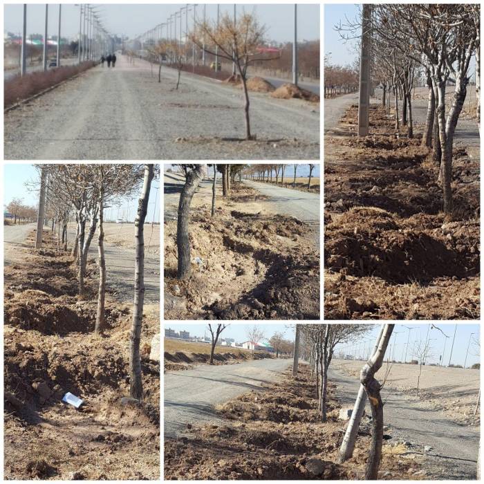 اجرای طرح طوق برداری درختان